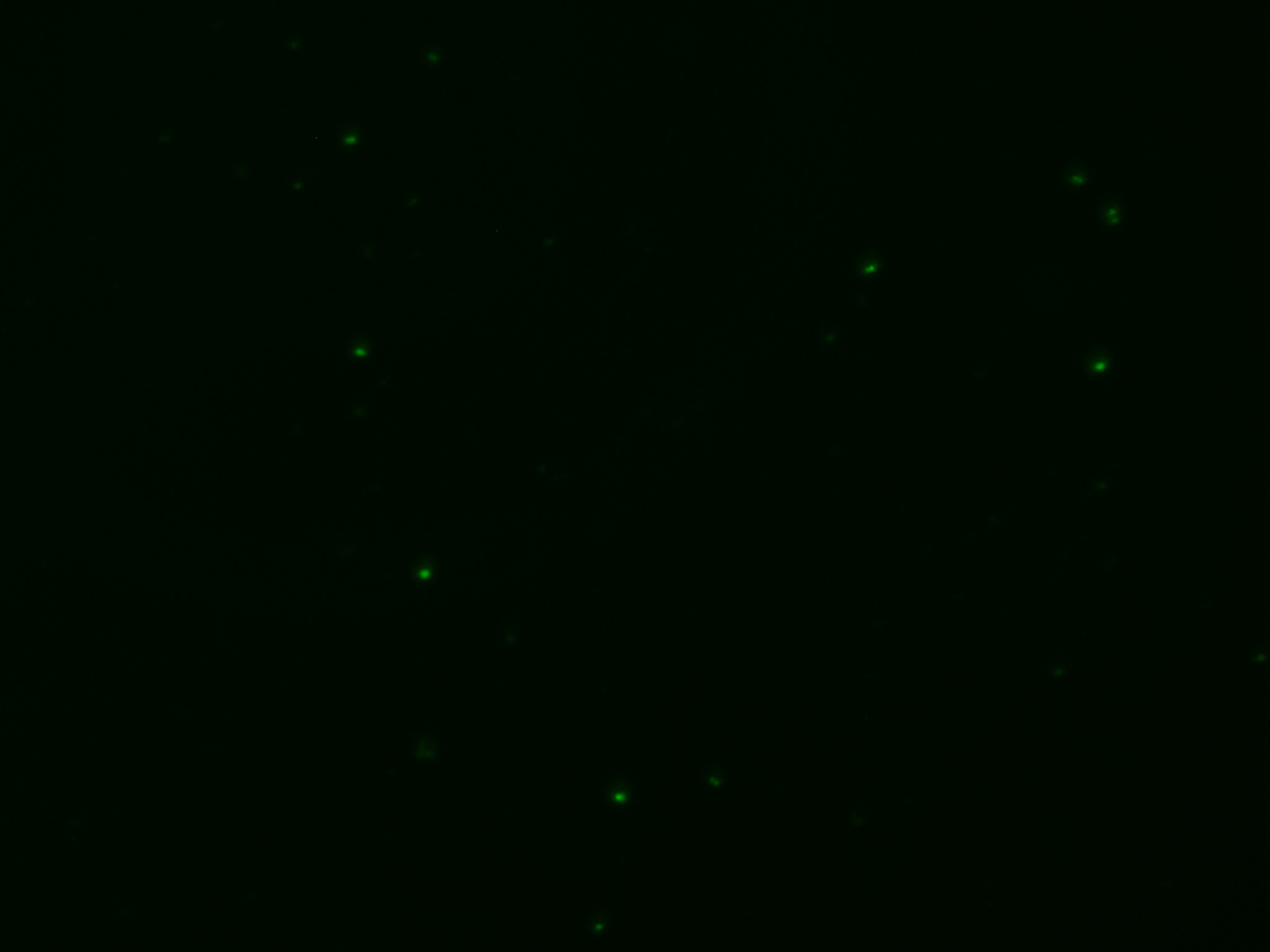 Image 2