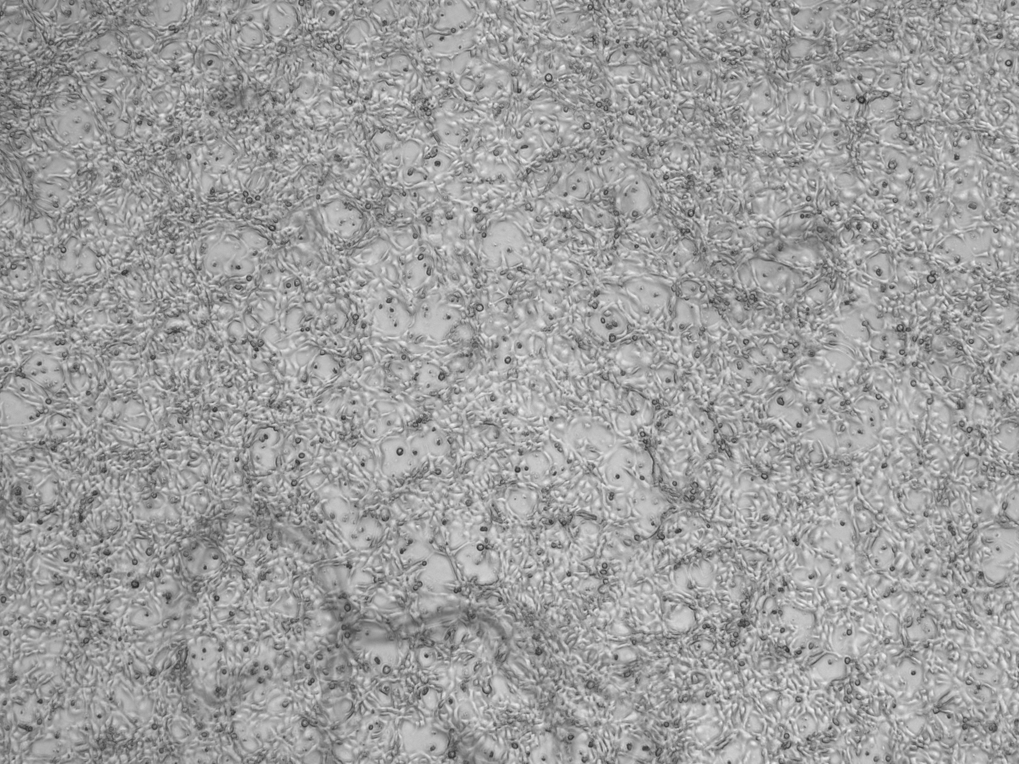 Image 1