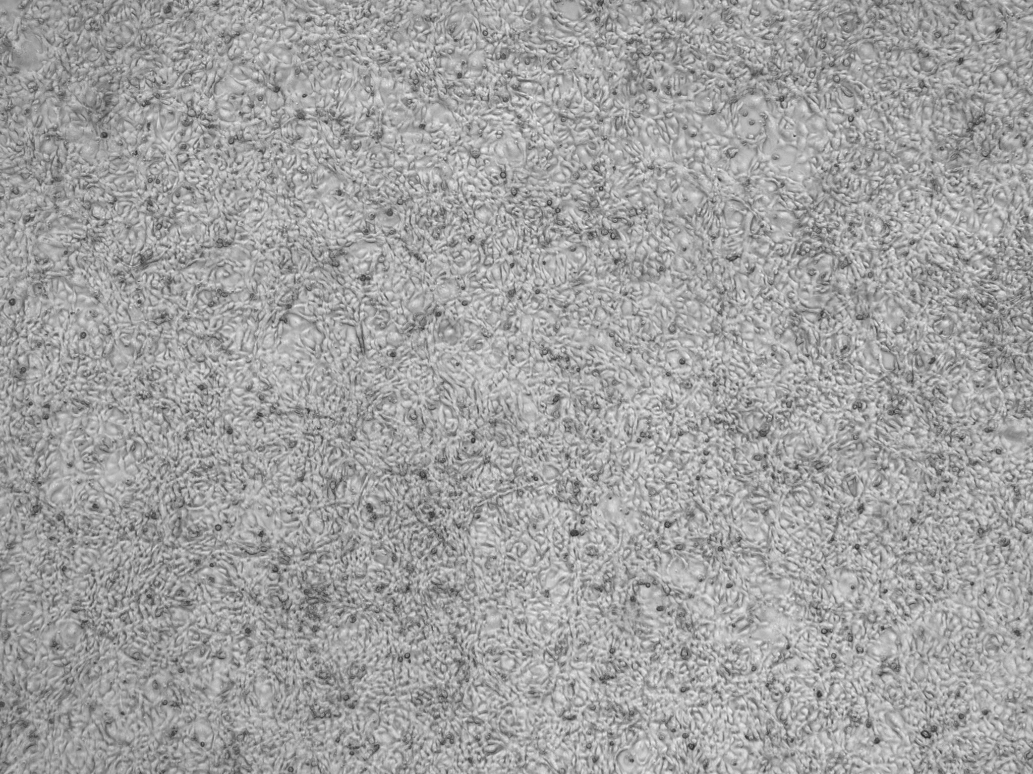 Image 6